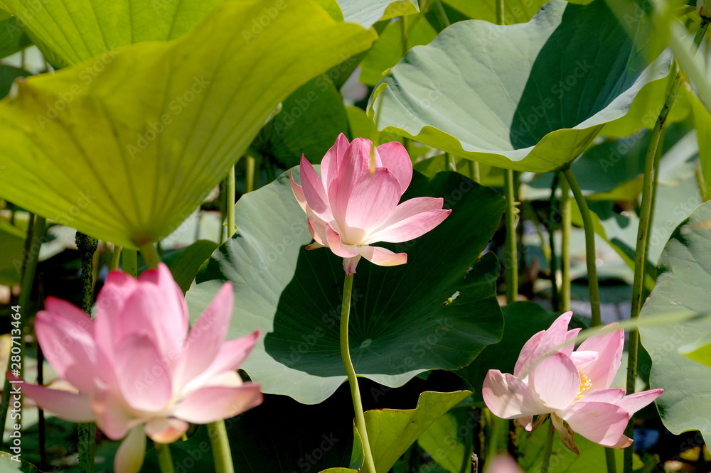 Lotus flower in a small reservoir Lotus flower in a small reservoir