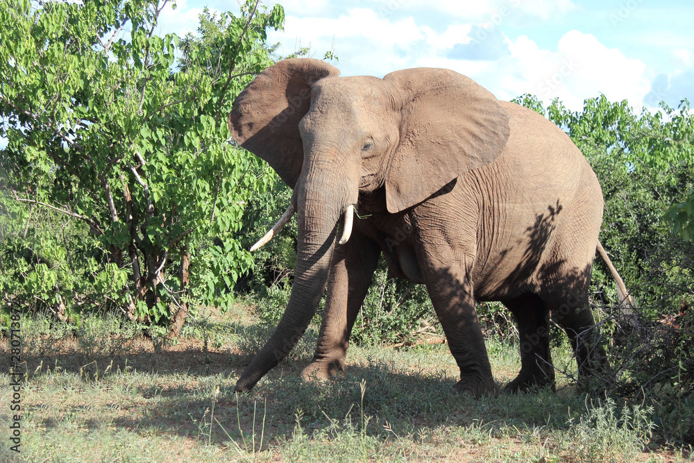 Afrikanischer Elefant / African elephant / Loxodonta africana