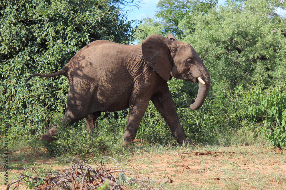 Afrikanischer Elefant / African elephant / Loxodonta africana.