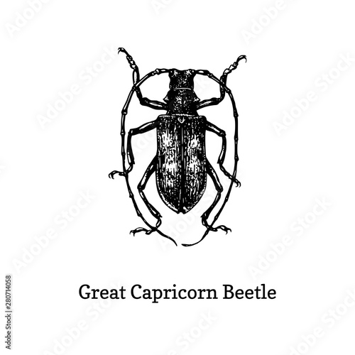 Illustration of Great Capricorn beetle. Drawn insect in engraving style. Sketch in vector.