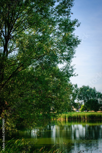 green trees by the pond