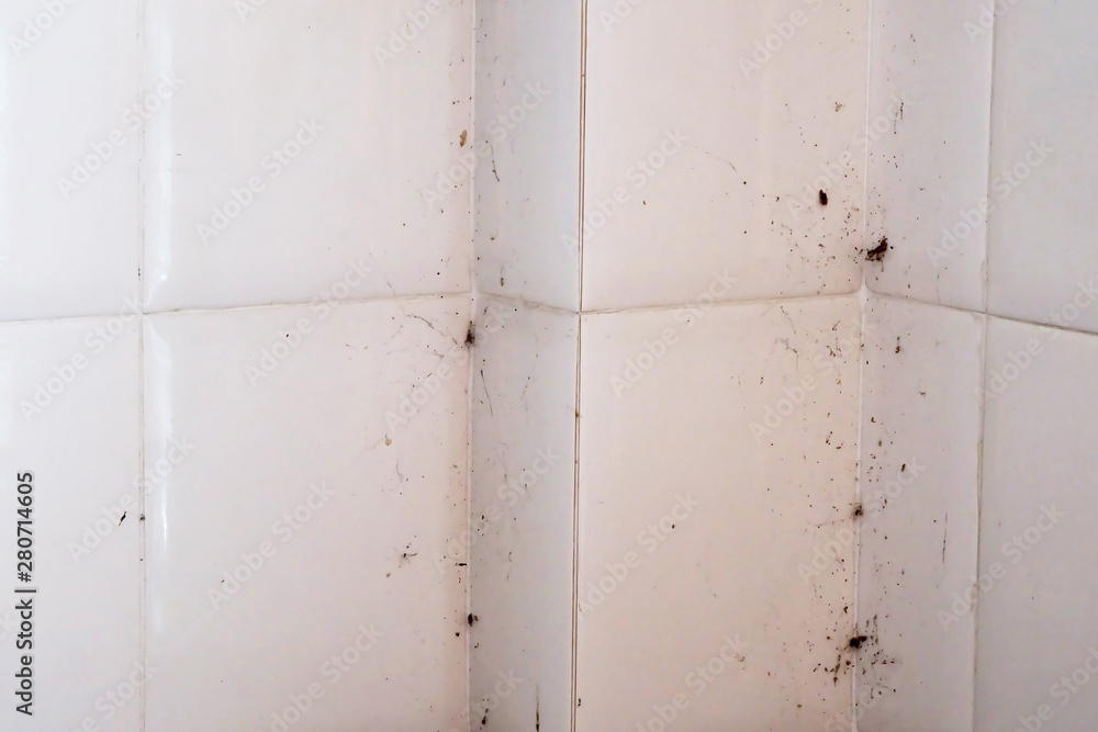 Dirty white wall with spider web and space for write wording Dirty white wall with spider web and space for write wording