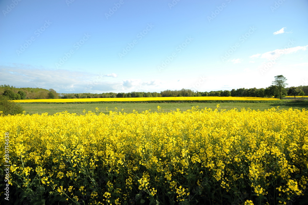Rapsfelder im Mai in Mecklenburg-Vorpommern Rapsfelder im Mai in Mecklenburg-Vorpommern