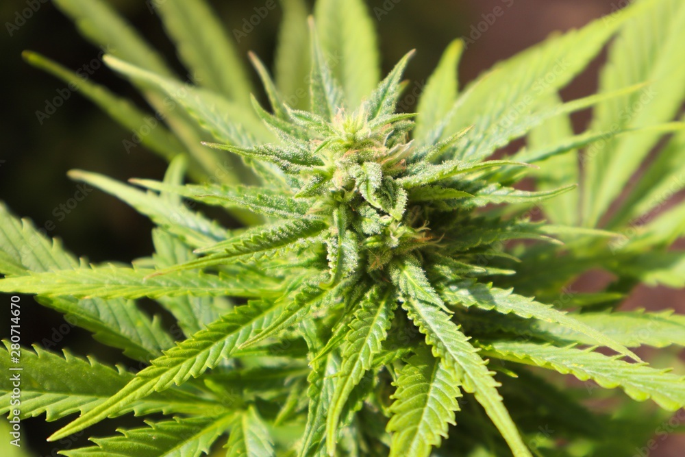 Close up of a marijuana plant , grass herbs ganja weed marihuana cannabis Close up of a marijuana plant , grass herbs ganja weed marihuana cannabis