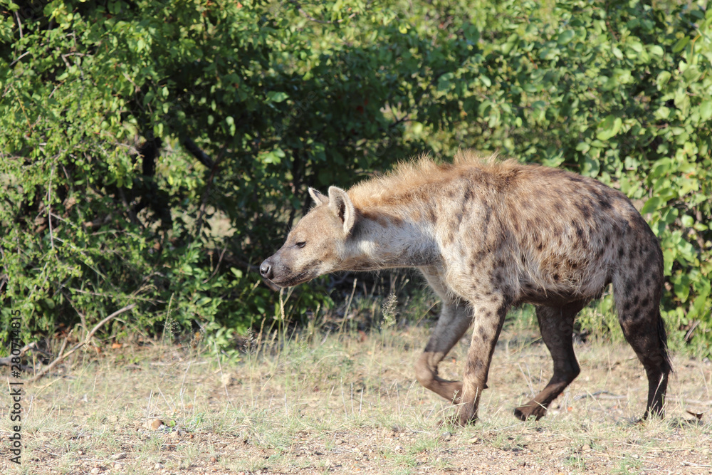Tüpfelhyäne / Spotted hyaena / Crocuta crocuta Tüpfelhyäne / Spotted hyaena / Crocuta crocuta