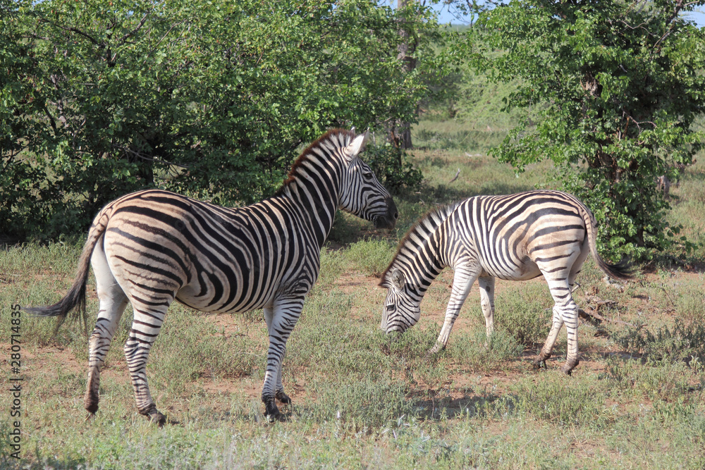 Steppenzebra / Burchell's zebra / Equus burchellii Steppenzebra / Burchell's zebra / Equus burchellii