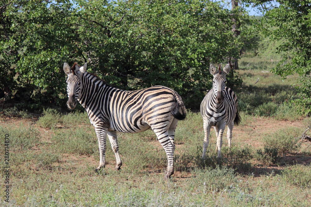 Obraz premium Steppenzebra / Burchell's zebra / Equus burchellii