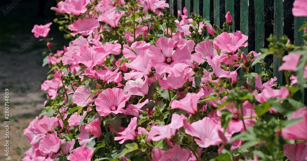Bunch of beautiful pink mallow flowers growing along wooden fence and gently swinging in the wind