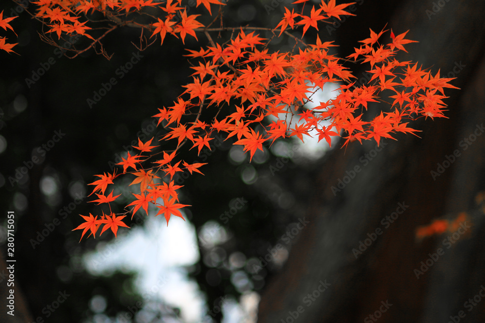 Japanese maple scene that turned red in autumn Japanese maple scene that turned red in autumn