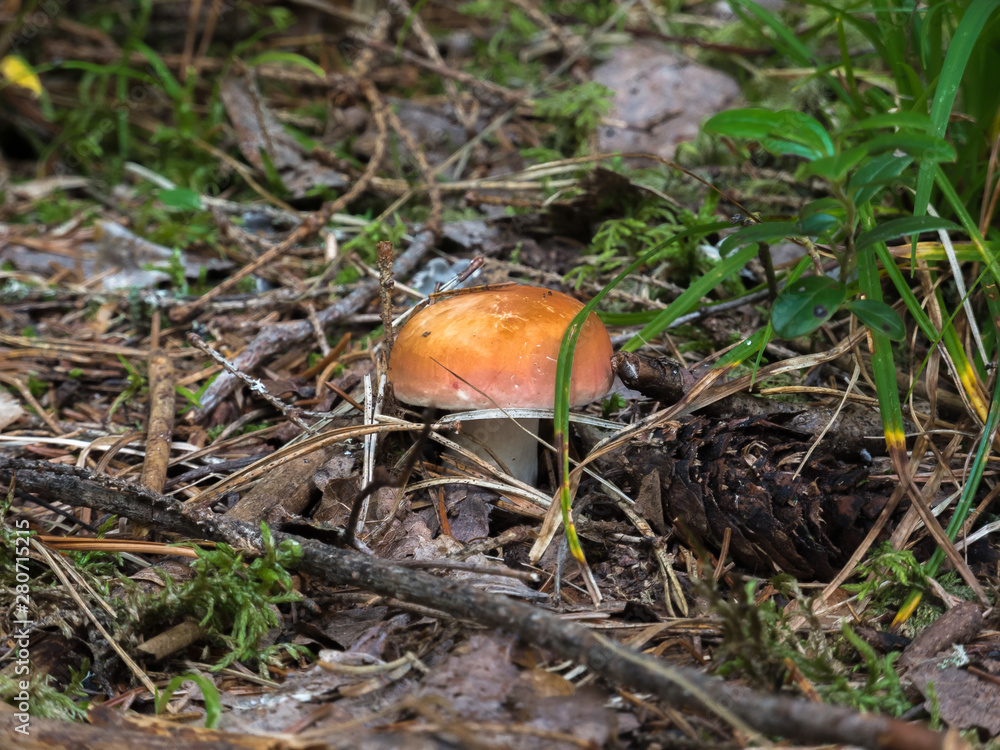 Mushroom with an orange hat on a white stem in the branches of pine and spruce, green grass, close-up, macro Mushroom with an orange hat on a white stem in the branches of pine and spruce, green grass, close-up, macro