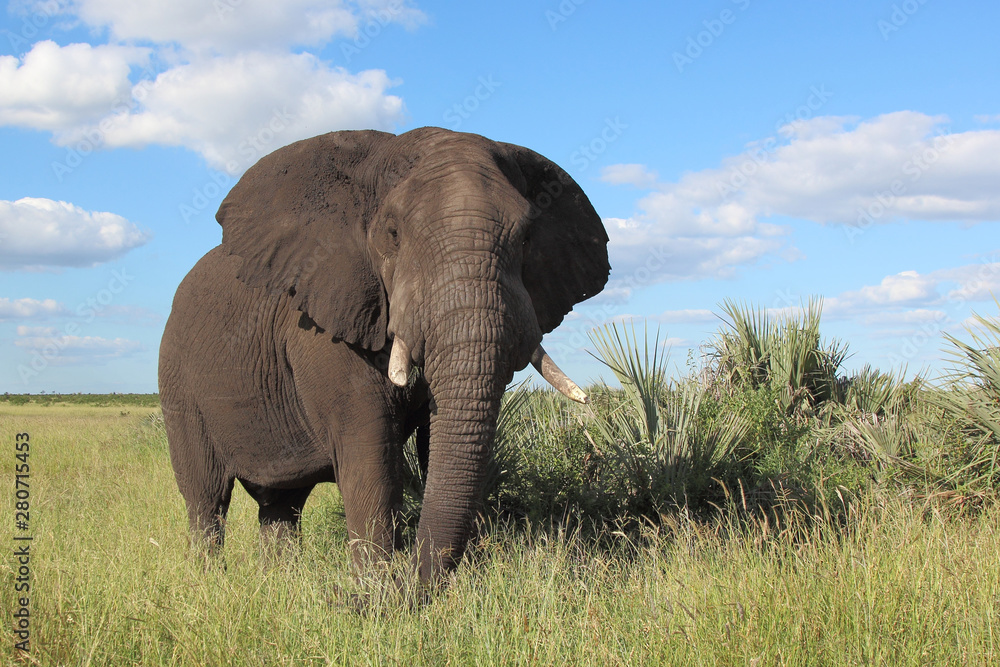 Fototapeta premium Słoń afrykański / Słoń afrykański / Loxodonta africana