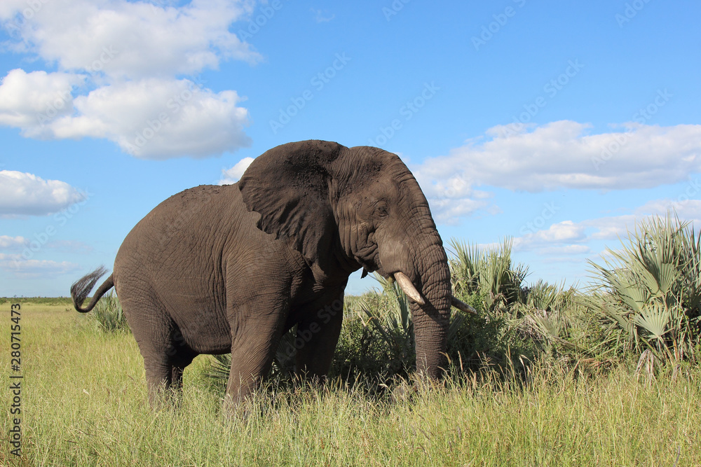 Obraz premium Afrikanischer Elefant / African elephant / Loxodonta africana