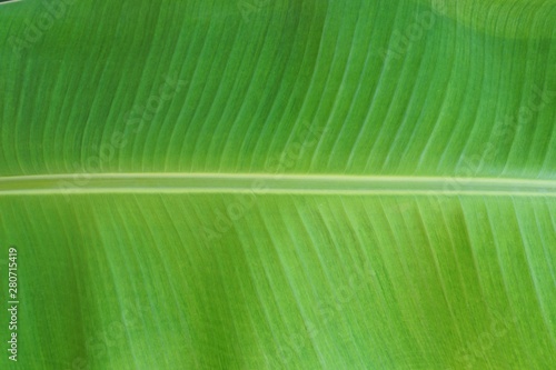 Blurred image of banana leaf as a background  Abstract leaves texture  Natural green wallpaper concept  Space for text in template  Ecological Concept