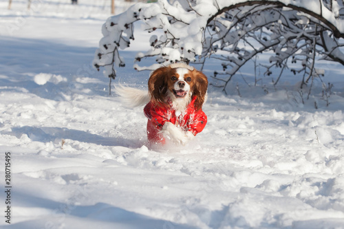 Christmas dog in winter running through the snow field