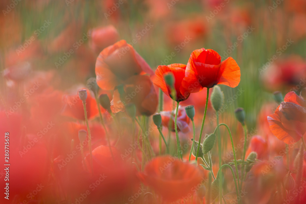Naklejka premium Beautiful summer poppy flowers with red petals. Blooming plants at sunset. Poppy field
