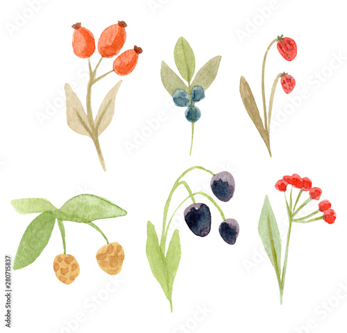 Hand painted watercolor berry clipart. Berries isolated on white background.Watercolor hand drawn illustration