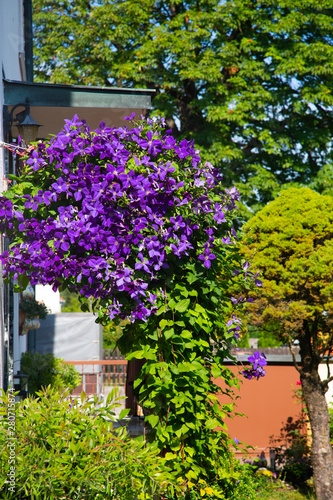 Wallpaper Mural Clematis jackmanii grow over house entrance Torontodigital.ca