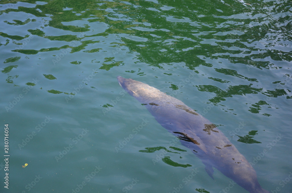 Fototapeta premium Harbor seal (Phoca vitulina)
