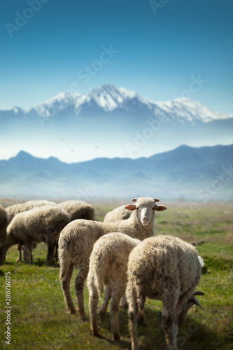 Schmutzige Schafe grasen vor dem schneebedeckten hohen Bozdag-Berg und eines der Schafe schaut auf die Kamera Izmir Türkei