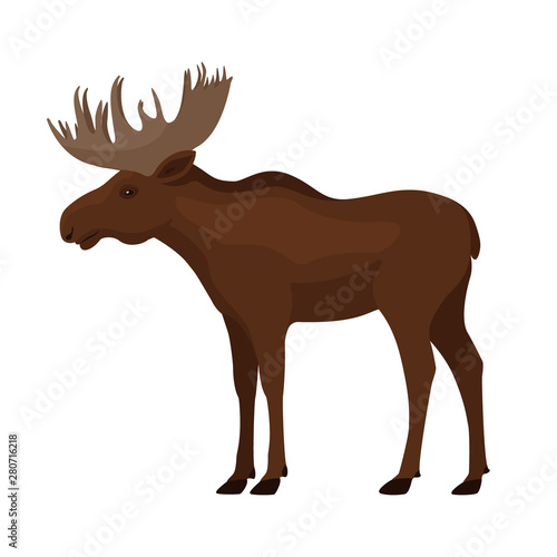 Standing single brown moose with big horns
