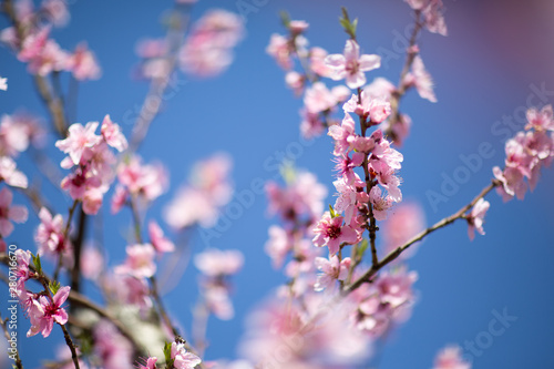 Cherry tree blossom (sakura), spring months.