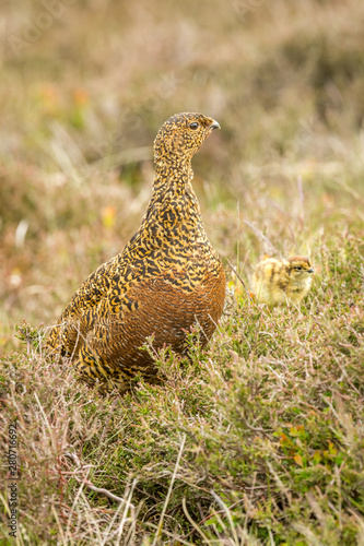 Red Grouse hen (Scientific name: Lagopus lagopus) Female red grouse looking alert on grouse moor, facing right, with her small chick foraging in the heather. Portrait, vertical. Space for copy.
