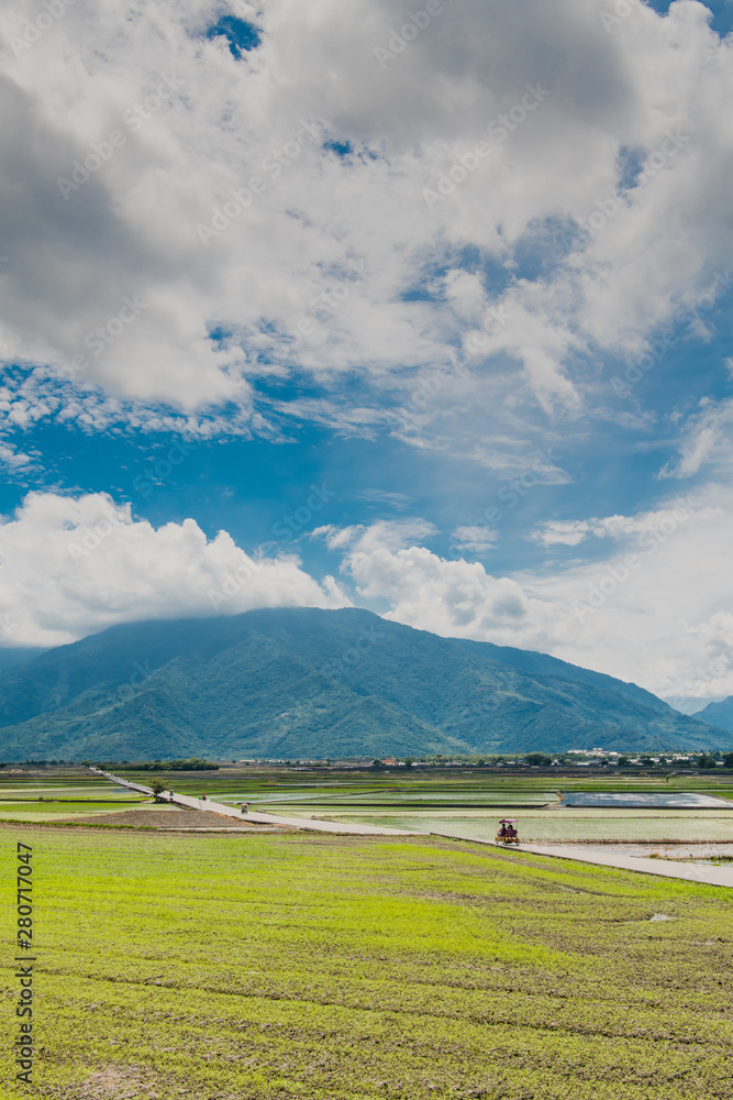 Many tourists ride electric tricycles on the field roads.Landscape View Of Beautiful Rice Fields At Brown Avenue, Chishang, Taitung, Taiwan