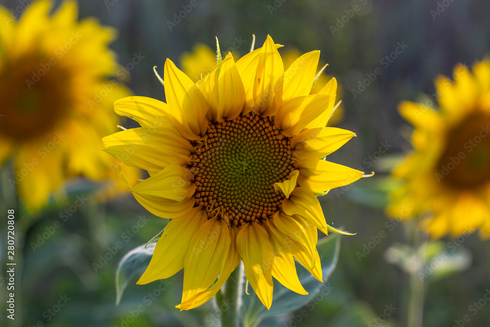 Fototapeta premium Young sunflower flower close up, soft focus