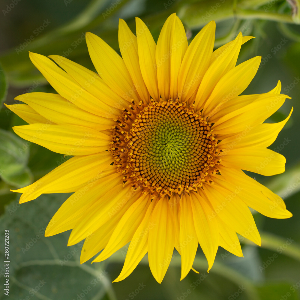 Young sunflower flower close up, soft focus Young sunflower flower close up, soft focus