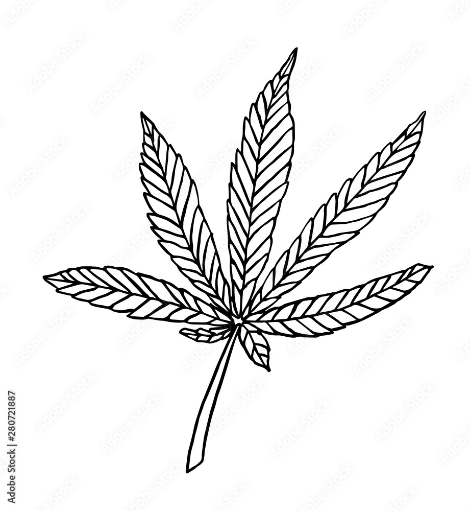 Vector Decorative branch of big hemp with leaves Vector Decorative branch of big hemp with leaves