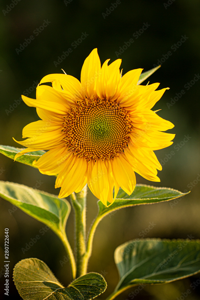 Young sunflower flower close up, soft focus Young sunflower flower close up, soft focus
