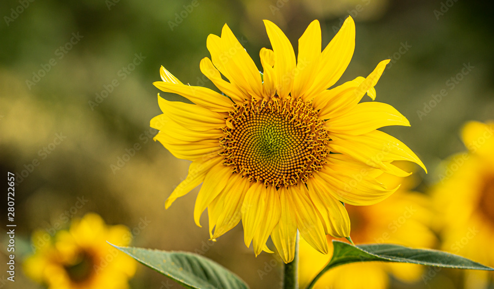 Fototapeta premium Young sunflower flower close up, soft focus