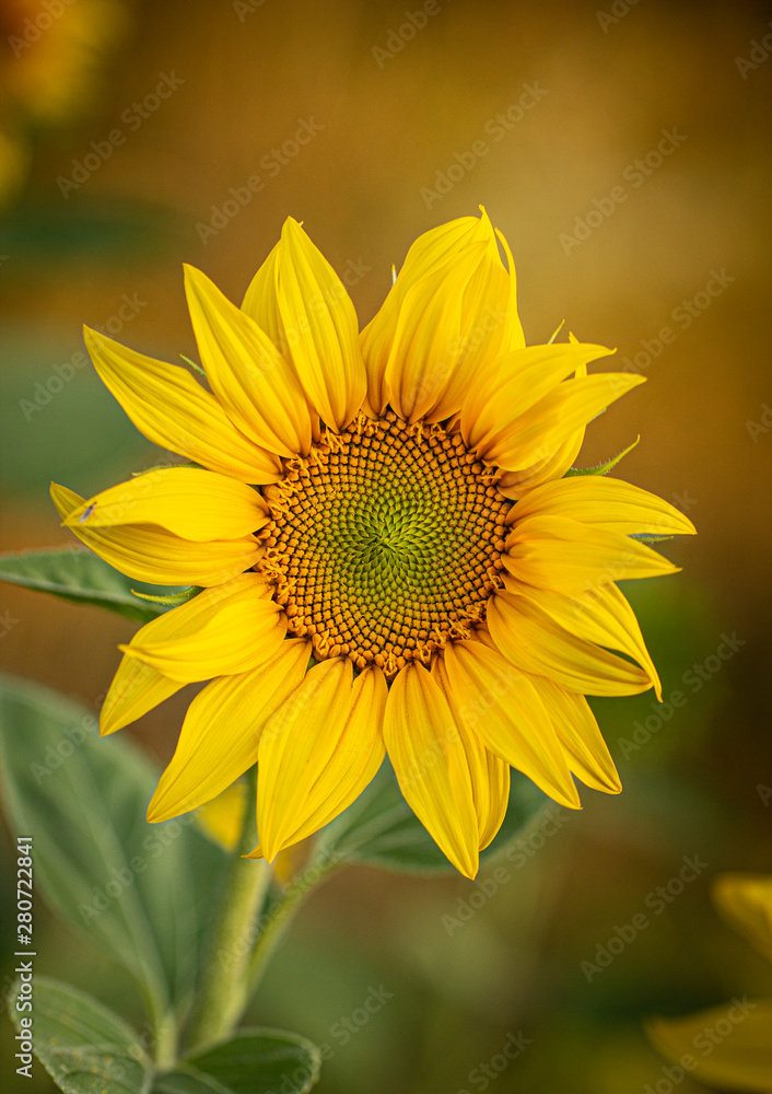 Young sunflower flower close up, soft focus