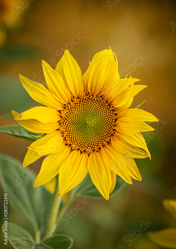 Young sunflower flower close up, soft focus