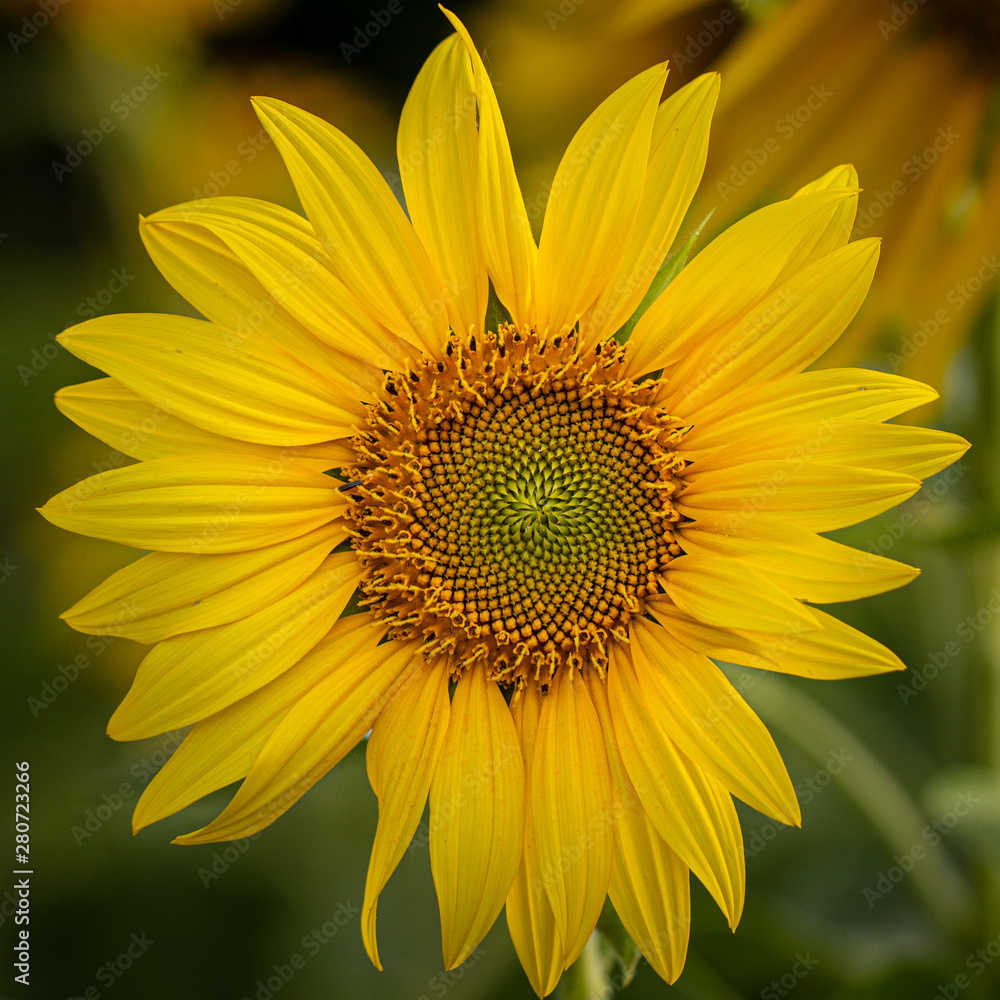 Young sunflower flower close up, soft focus Young sunflower flower close up, soft focus
