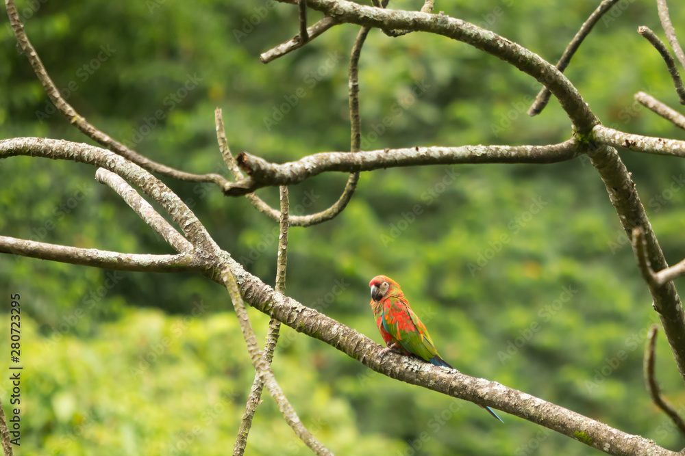 Scarlet Macaw profile while standing on tree branch Scarlet Macaw profile while standing on tree branch