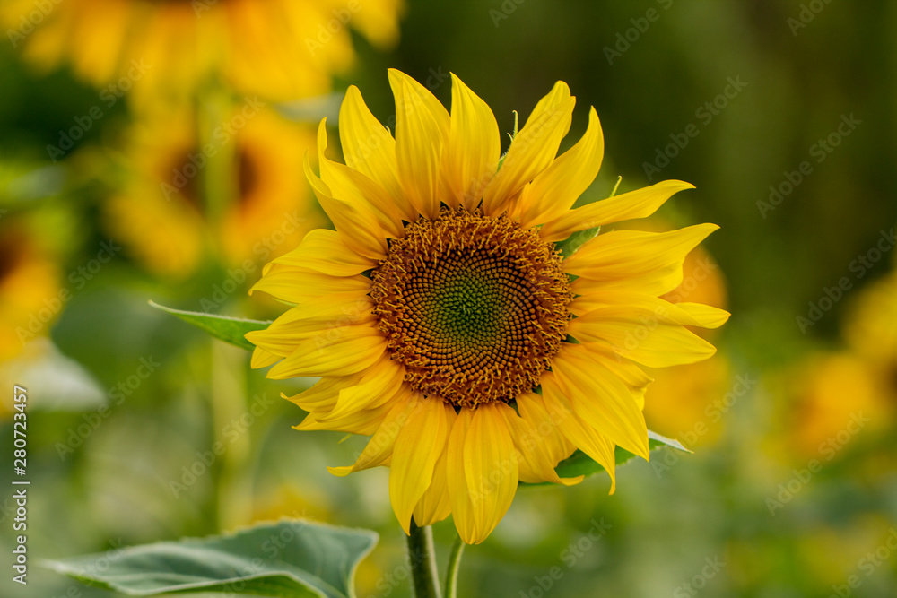 Young sunflower flower close up, soft focus