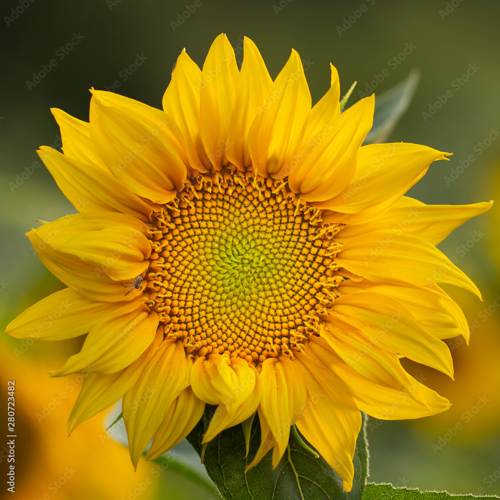 Naklejka premium Young sunflower flower close up, soft focus