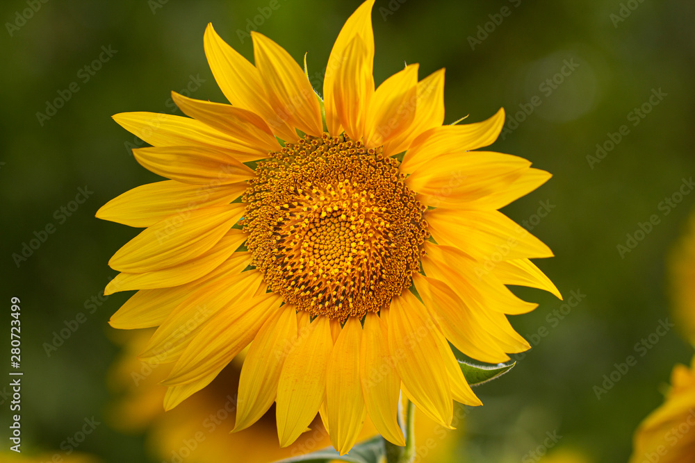 Young sunflower flower close up, soft focus Young sunflower flower close up, soft focus