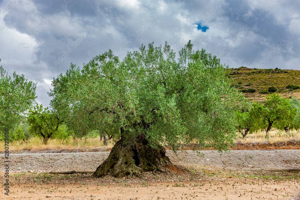 Fototapeta premium Alter Olivenbaum in einem Hain in Spanien