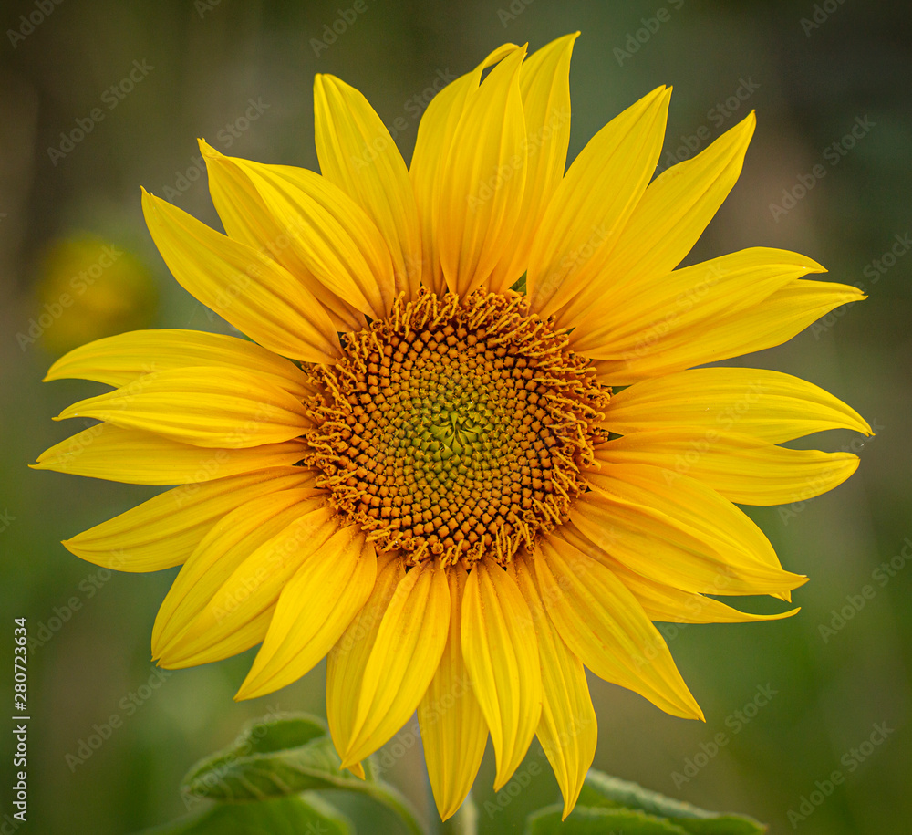 Fototapeta premium Young sunflower flower close up, soft focus