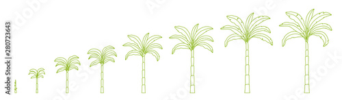 Set growth stages of palm tree. Growing plants. Period progression life cycle animation. Outline contour line vector.