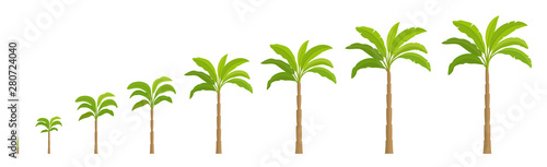 Set growth stages of palm tree. Vector Illustration growing plants. Period progression life cycle animation.