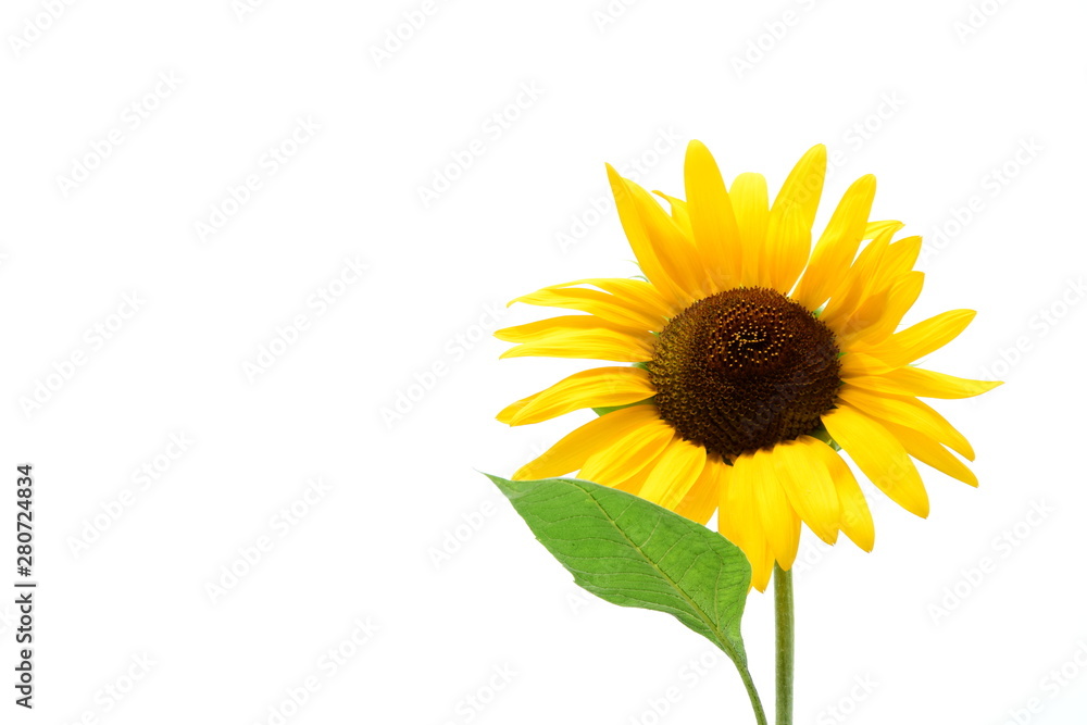 Obraz premium Sonnenblume - isoliert - freigestellt - Hintergrund weiß