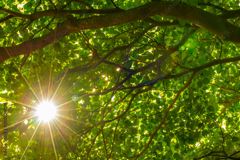 Fototapeta premium Morning sunshine through trees