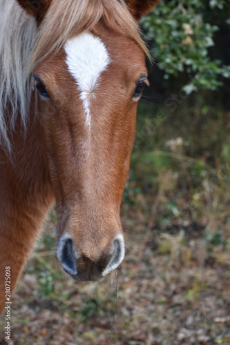 closeup of corolla wild horse with white blaze