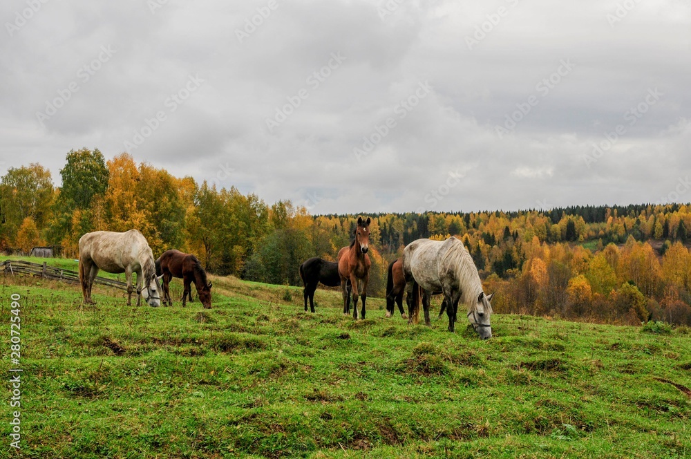 Fototapeta premium Horse