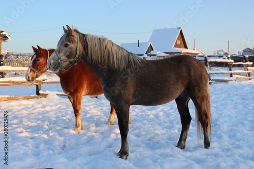 Wallpaper Mural Horse Torontodigital.ca