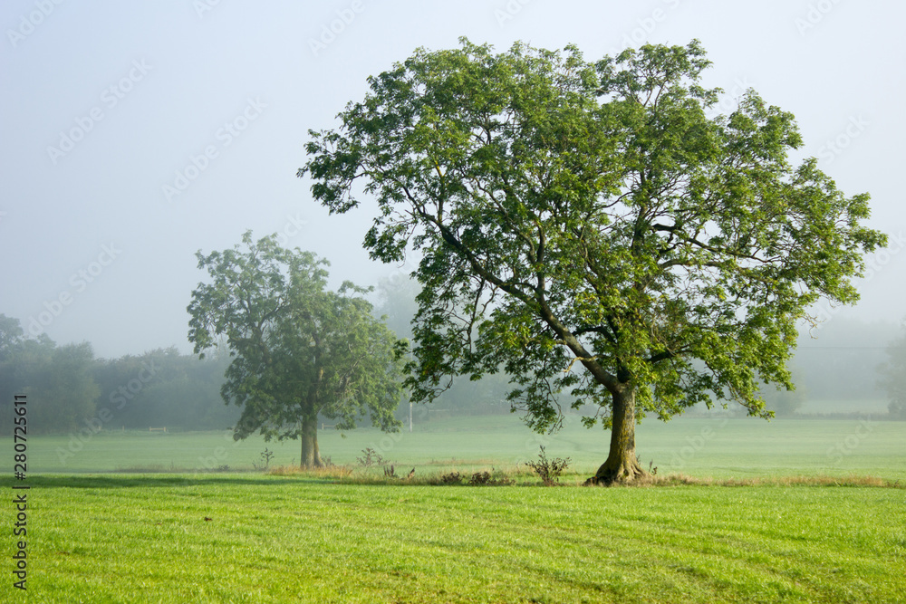 Fototapeta premium Two Trees