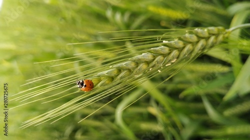 ladybug Beetle sitting on wheat ear in wheat field.